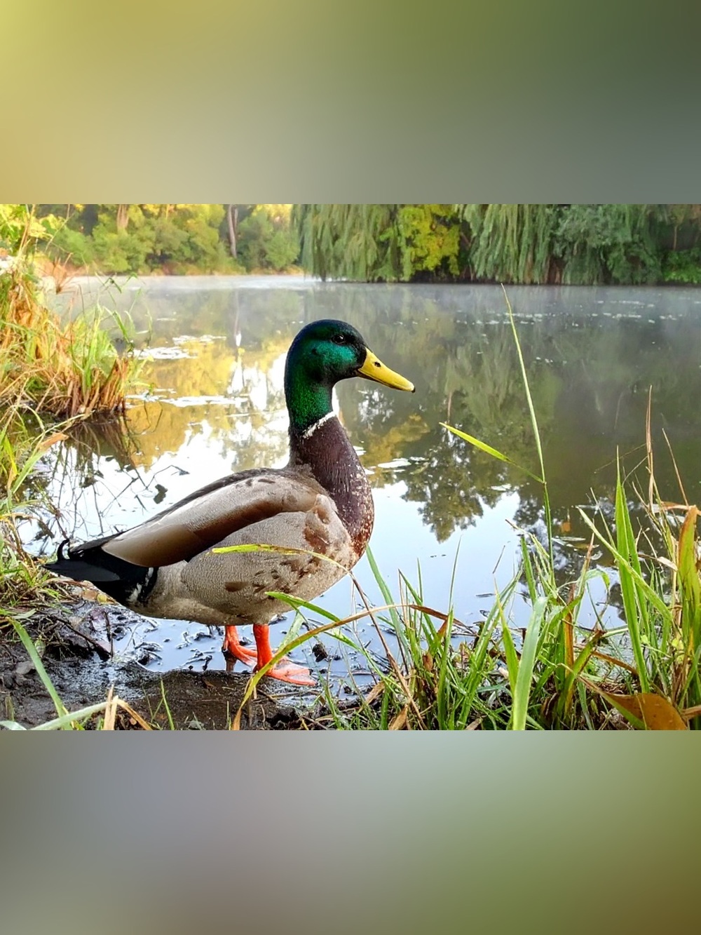 Green-Head Mallard Duck Photo Print - Nature Wall Art